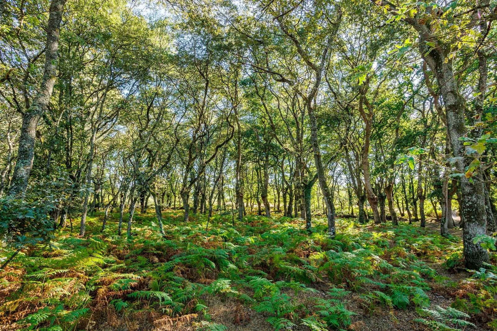 6 chambre Finca/Maison de Campagne à vendre à Outeiro de Rei - 2 500 000 € (Ref: 8630164)