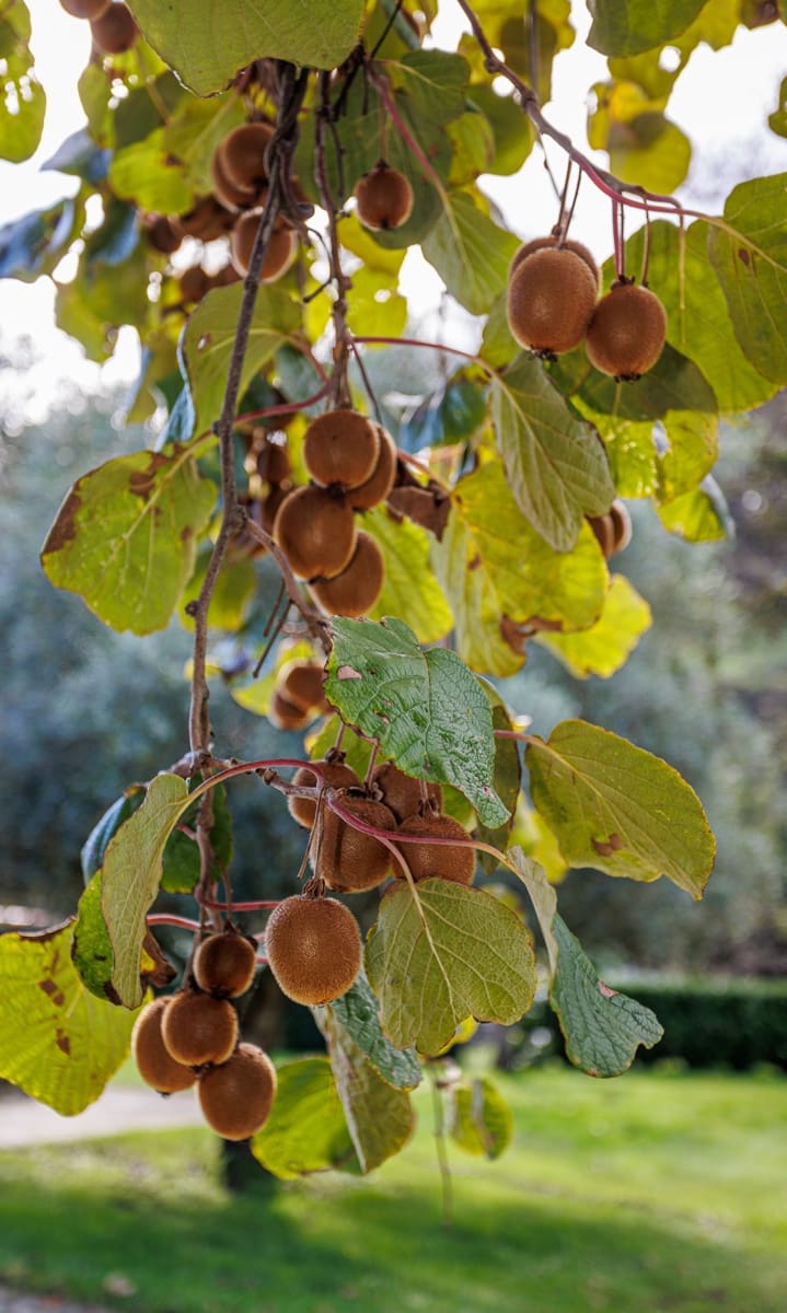 4 soveværelse Finca/Landehus til salg i Melide - € 300.000 (Ref: 8652938)