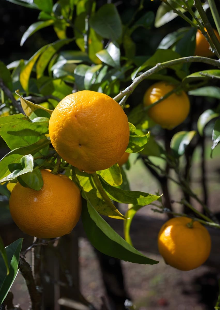 7 bedroom Finca/Country House for sale in Cedeira - € 570,000 (Ref: 8880900)