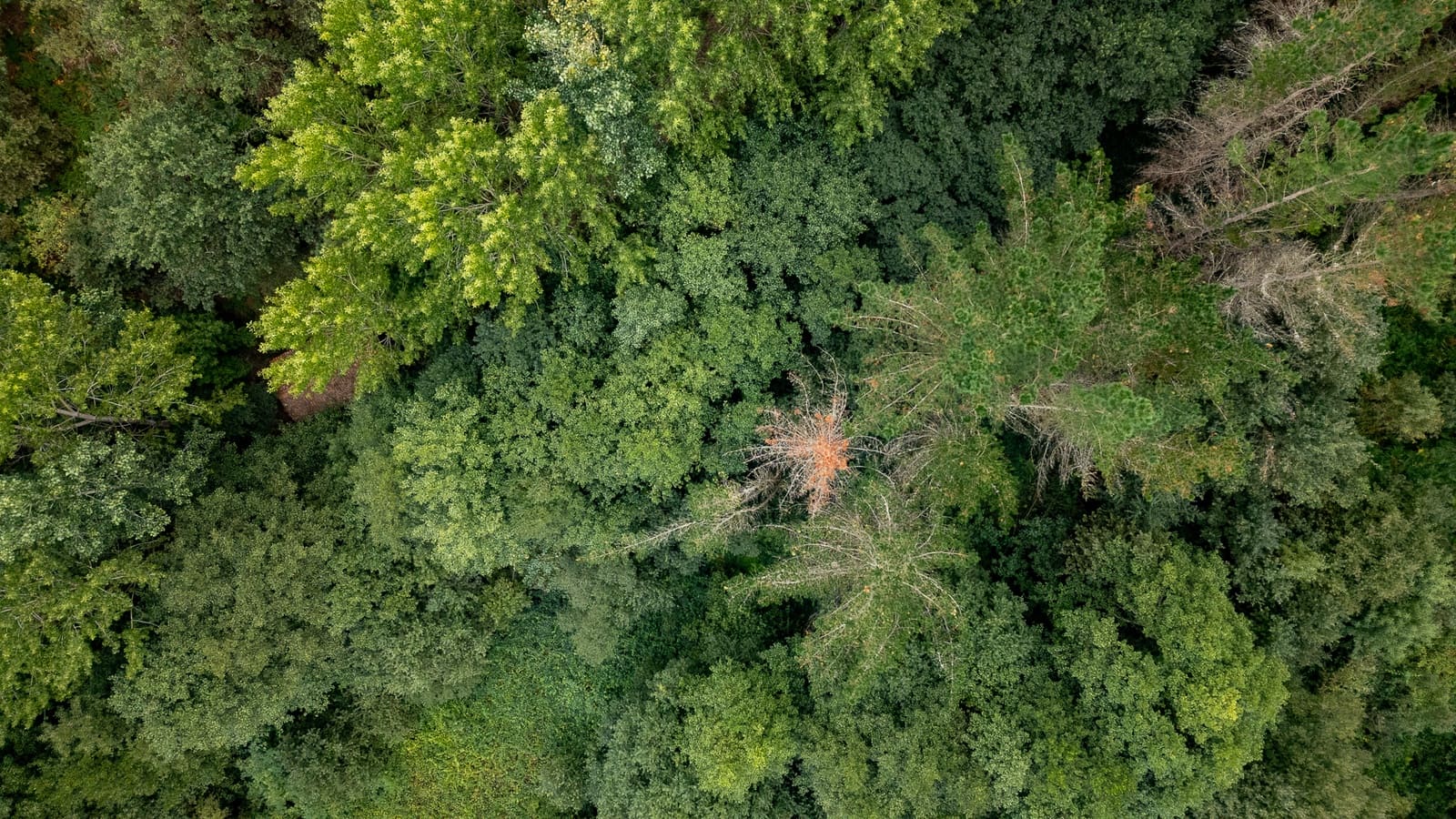 3 soverom Finca/Herregård til salgs i Silleda - € 199 000 (Ref: 9271413)