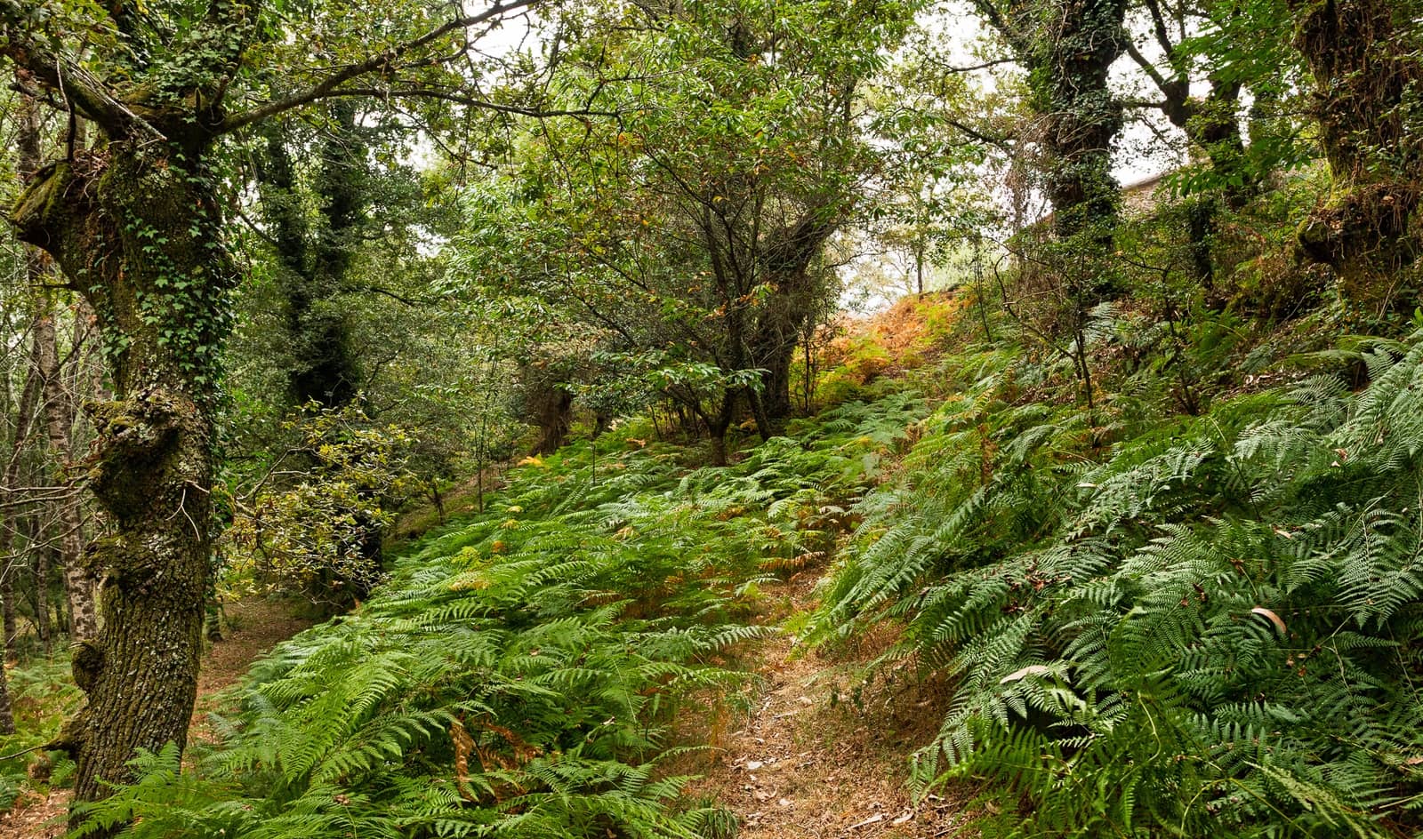 3 soverom Finca/Herregård til salgs i Silleda - € 199 000 (Ref: 9271413)