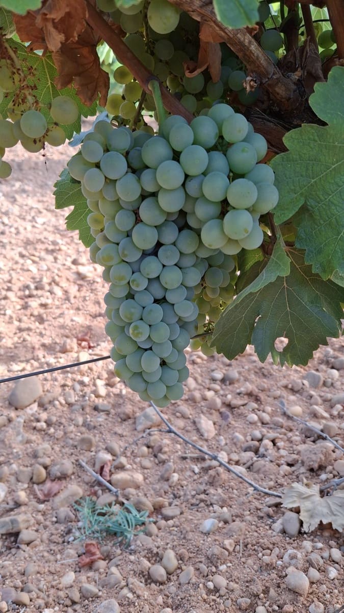 Ubebygd land til salgs i Rueda - € 1 250 000 (Ref: 9389927)