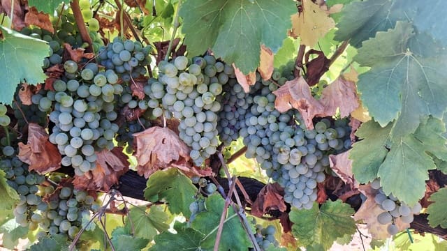 Undeveloped Land for sale in Rueda - € 1,250,000 (Ref: 9389927)