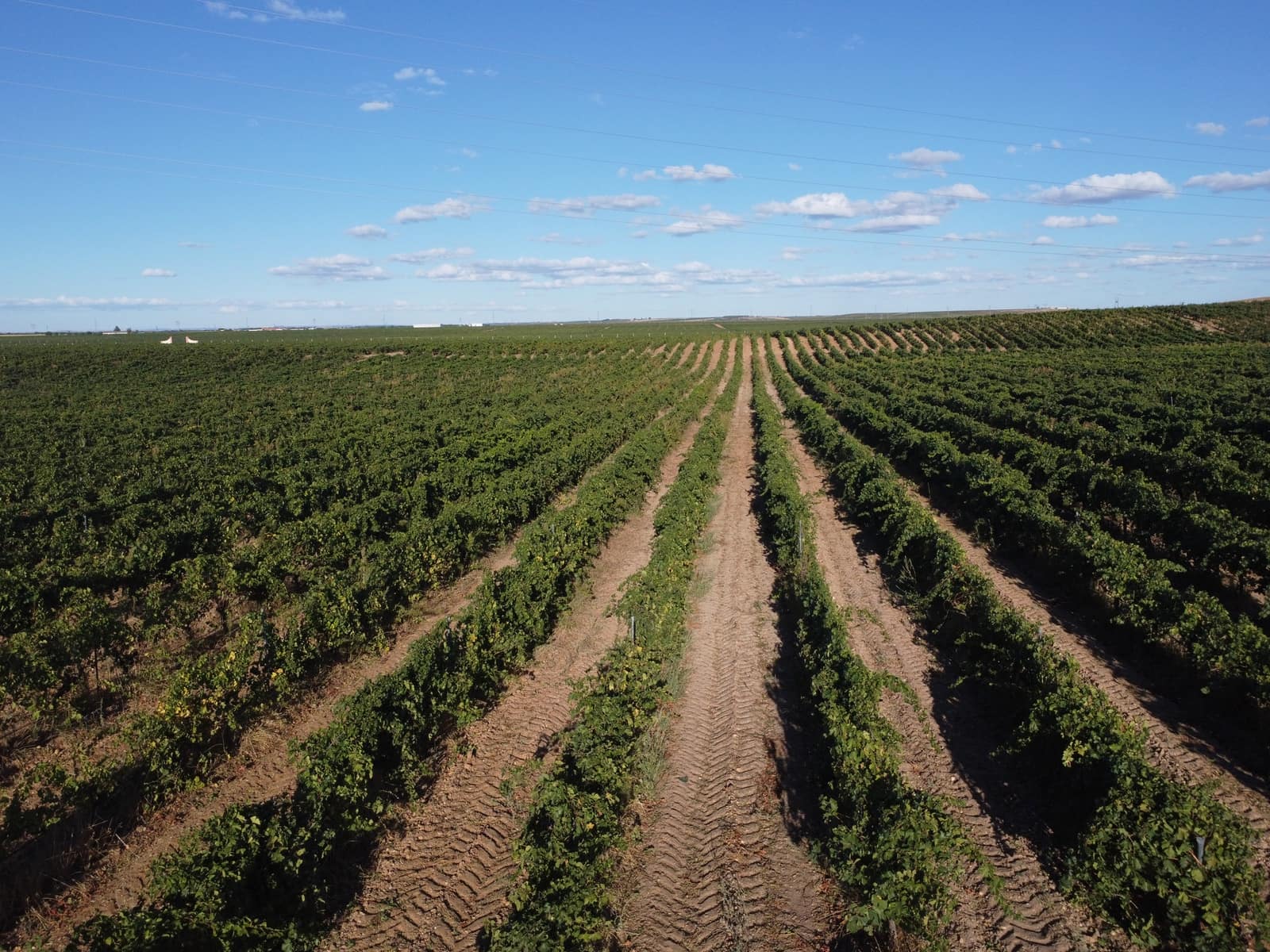 Ubebygd land til salgs i Rueda - € 1 250 000 (Ref: 9389927)