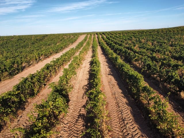 Undeveloped Land for sale in Rueda - € 1,250,000 (Ref: 9389927)