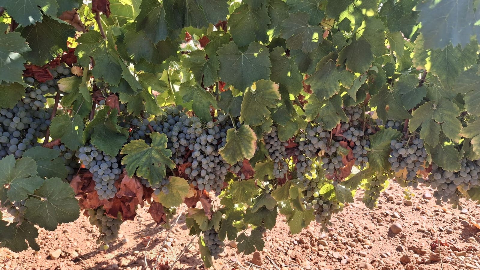 Ubebygd land til salgs i Rueda - € 1 250 000 (Ref: 9389927)