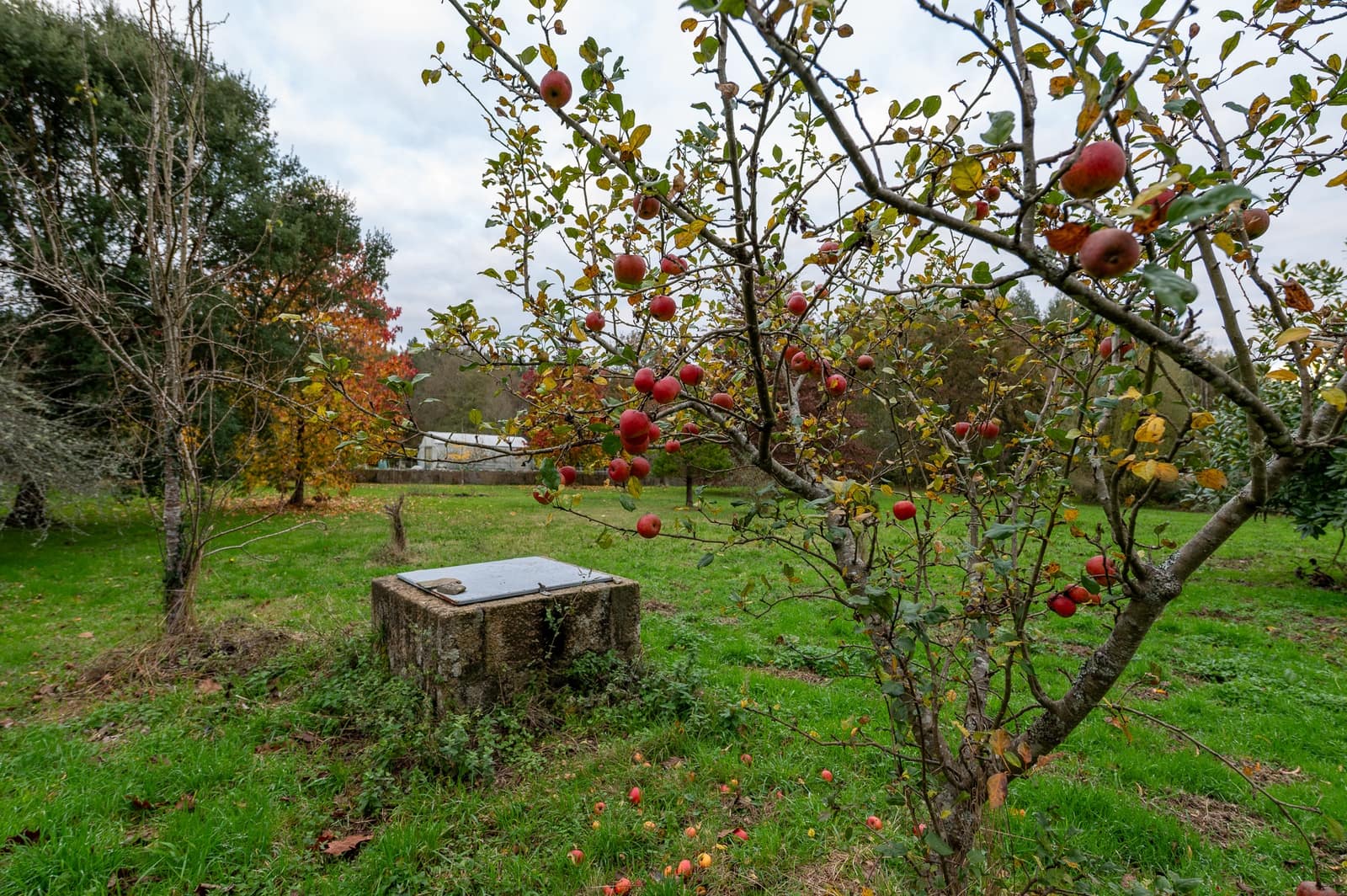 5 sypialnia Finka/Dom wiejski na sprzedaż w Outeiro de Rei - 290 000 € (Ref: 9426587)