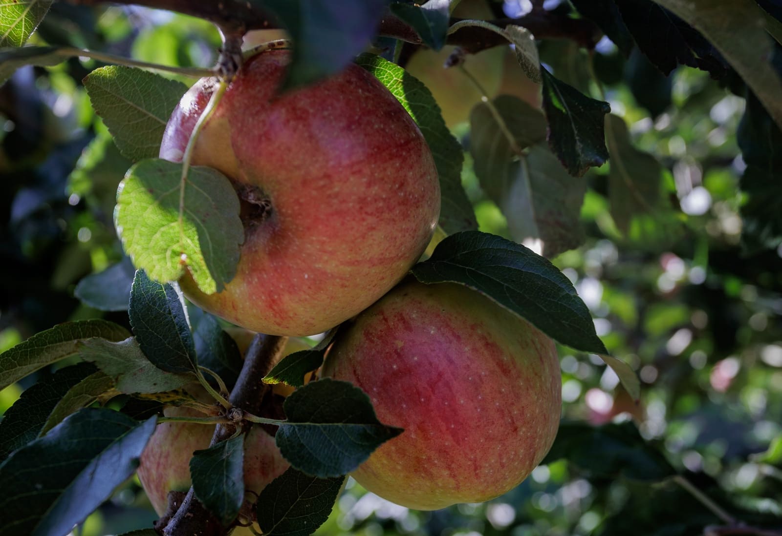 1 soveværelse Finca/Landehus til salg i Outeiro de Rei - € 45.000 (Ref: 9788753)