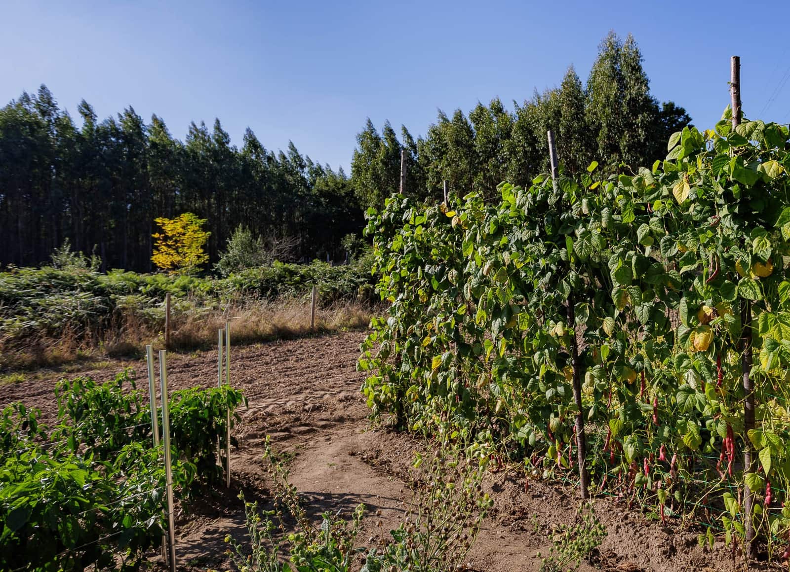 1 soveværelse Finca/Landehus til salg i Outeiro de Rei - € 45.000 (Ref: 9788753)