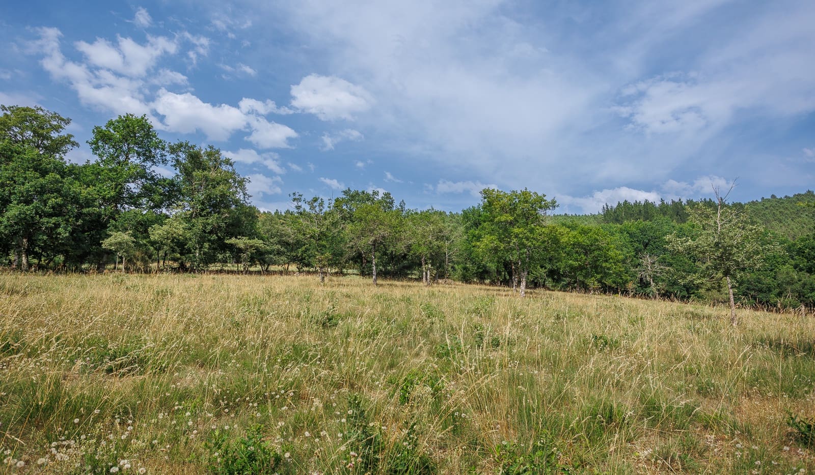 5 chambre Finca/Maison de Campagne à vendre à O Savinao - 270 000 € (Ref: 9952901)