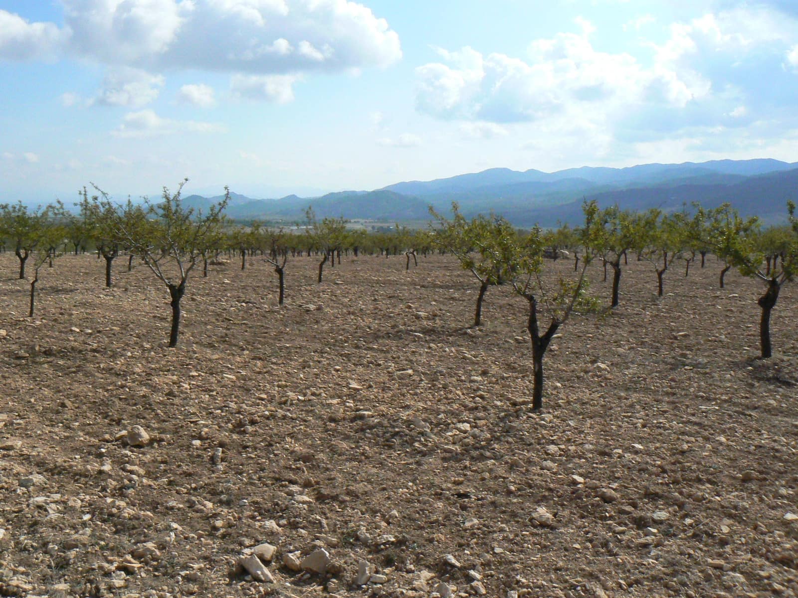 Area Edificabile in vendita in Lorca - 59.950 € (Rif: 514064)