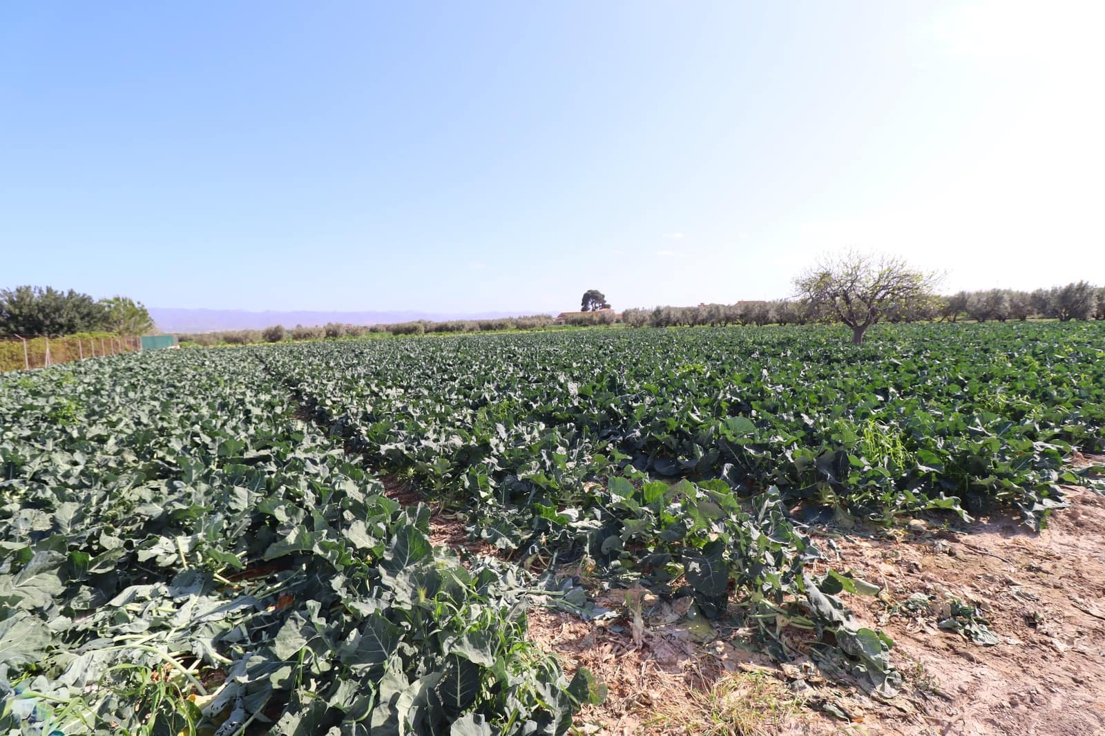 3 soverom Finca/Herregård til salgs i Lorca med garasje - € 179 990 (Ref: 9383275)