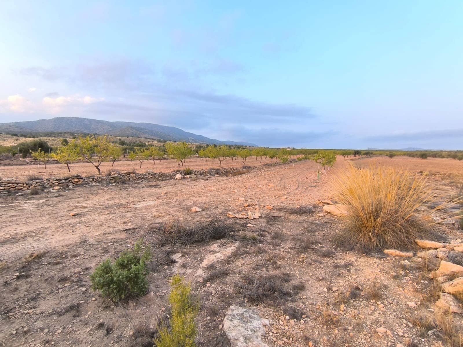 Landgrundstück zu verkaufen in Pinoso - 25.000 € (Ref: 10034806)