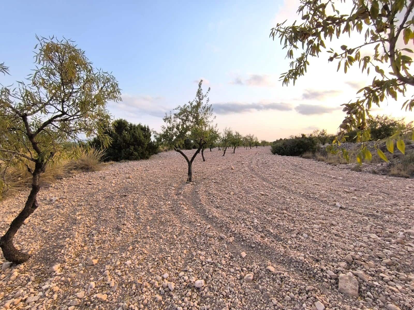 Landgrundstück zu verkaufen in Pinoso - 18.000 € (Ref: 10034807)
