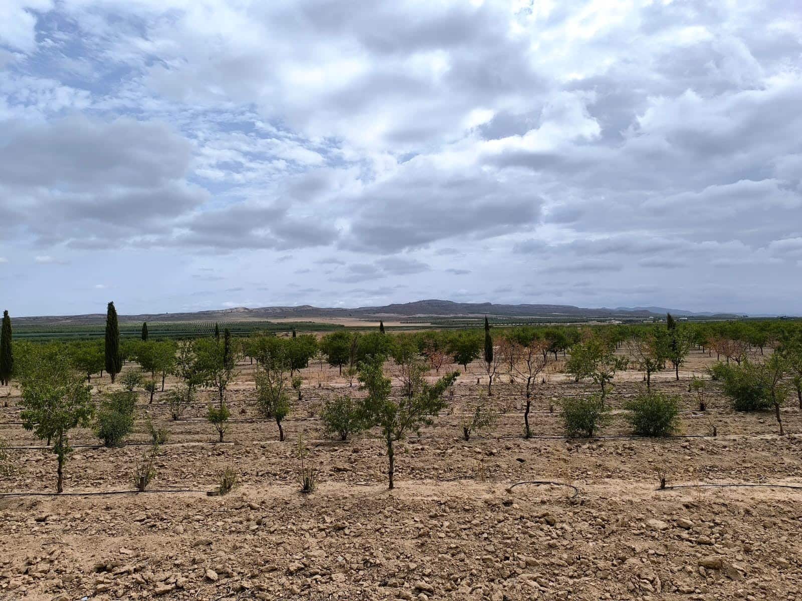 Undeveloped Land for sale in Yecla - € 109,000 (Ref: 10049855)