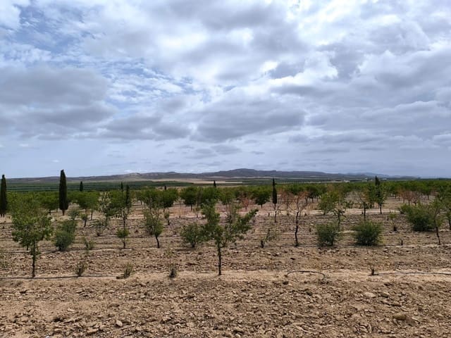 Undeveloped Land for sale in Yecla - € 109,000 (Ref: 10049855)