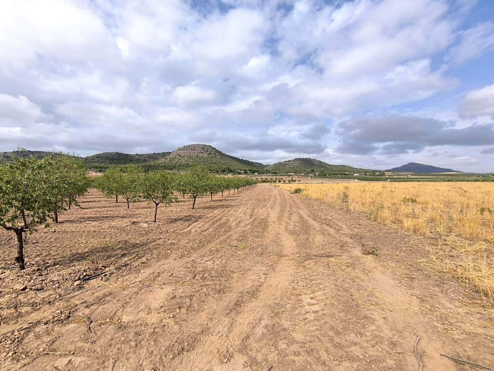 Undeveloped Land for sale in Yecla - € 109,000 (Ref: 10049855)