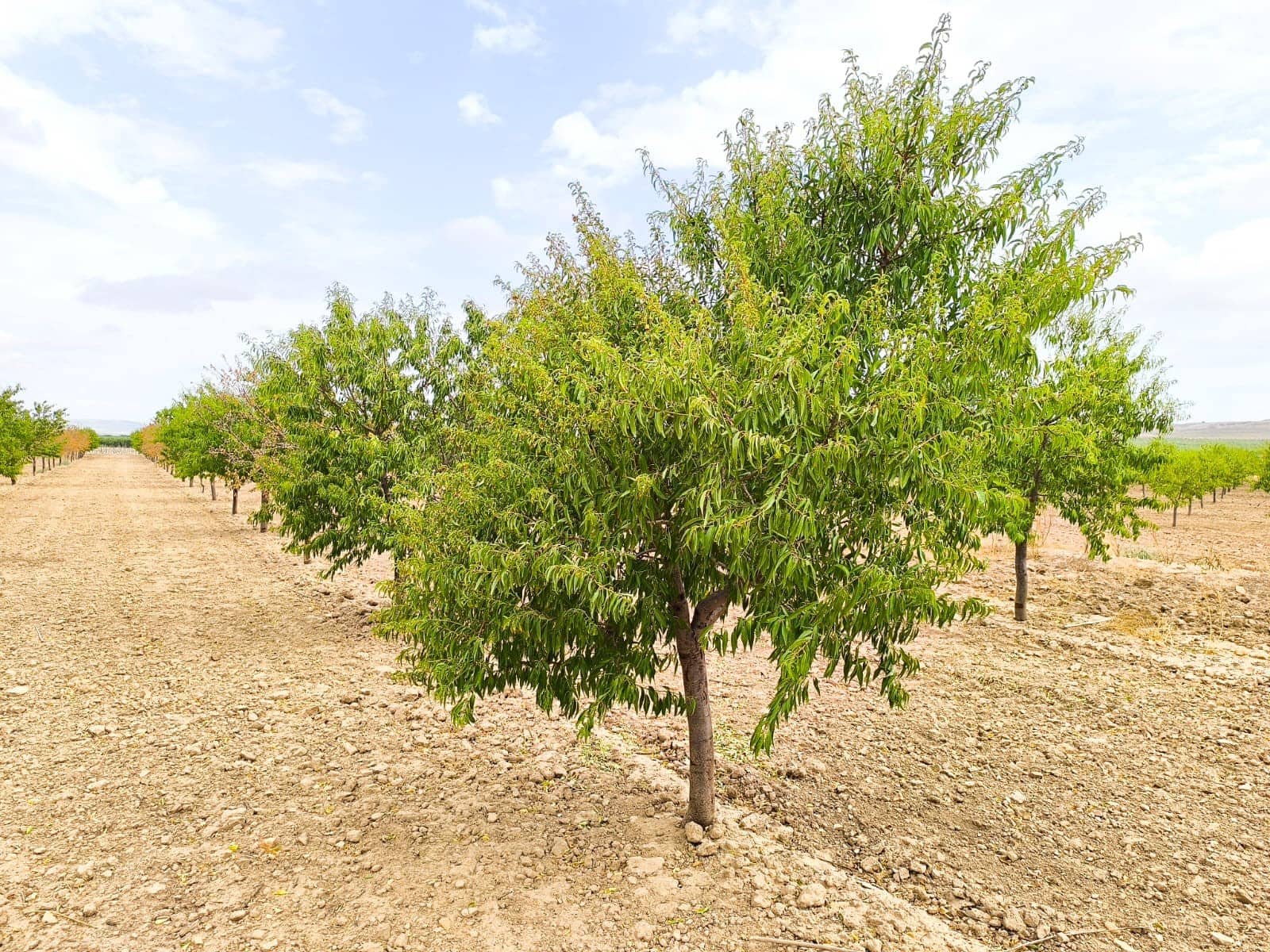 Undeveloped Land for sale in Yecla - € 109,000 (Ref: 10049855)