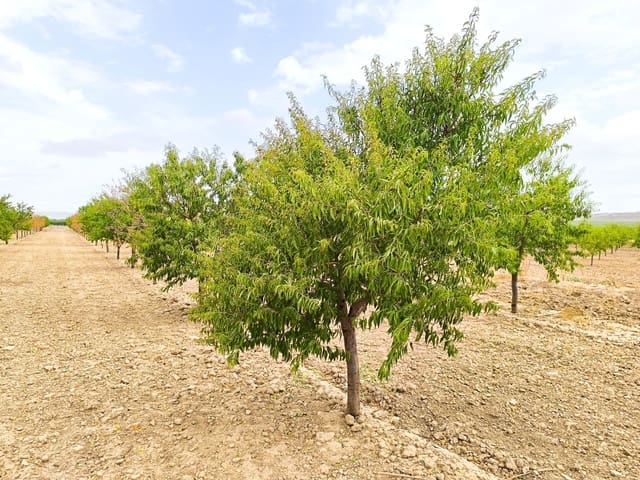 Undeveloped Land for sale in Yecla - € 109,000 (Ref: 10049855)
