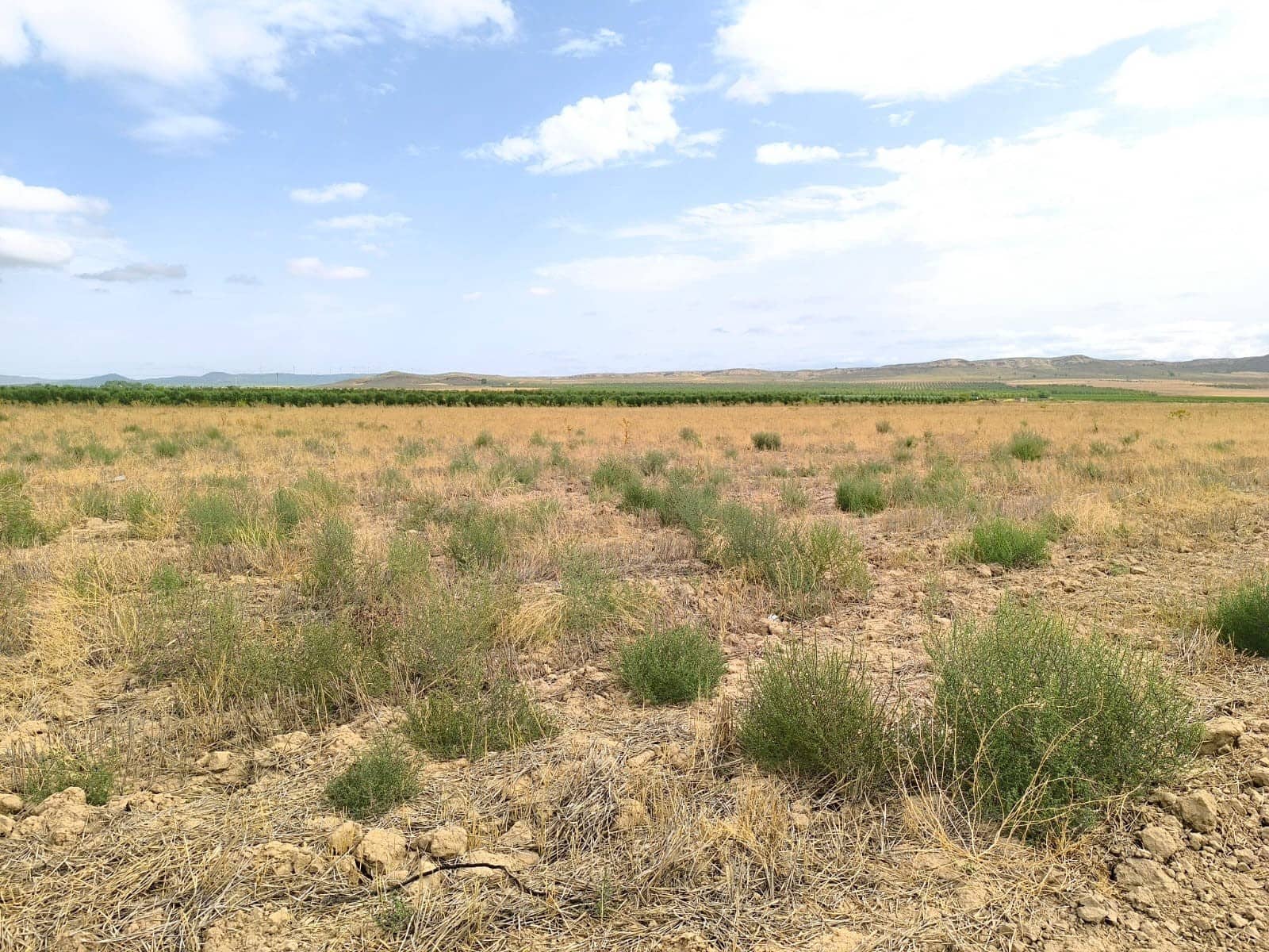 Undeveloped Land for sale in Yecla - € 109,000 (Ref: 10049855)