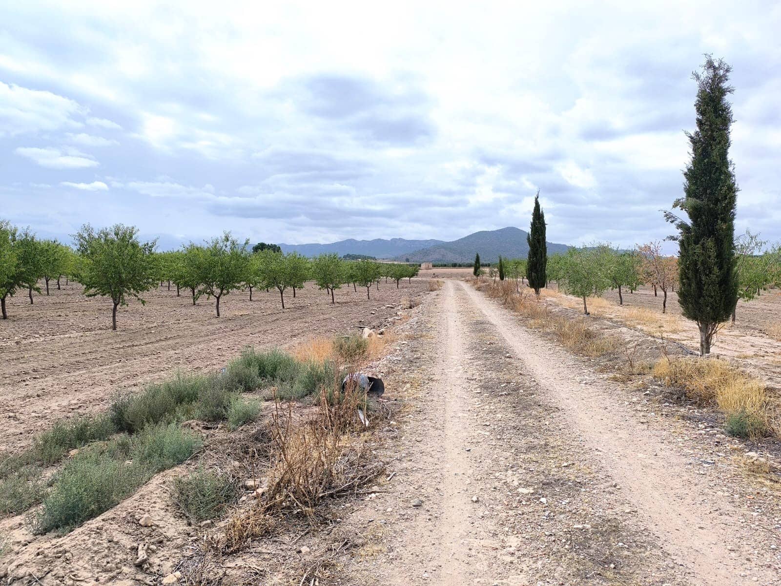 Undeveloped Land for sale in Yecla - € 109,000 (Ref: 10049855)
