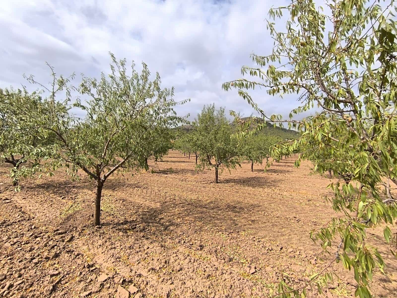 Undeveloped Land for sale in Yecla - € 109,000 (Ref: 10049855)