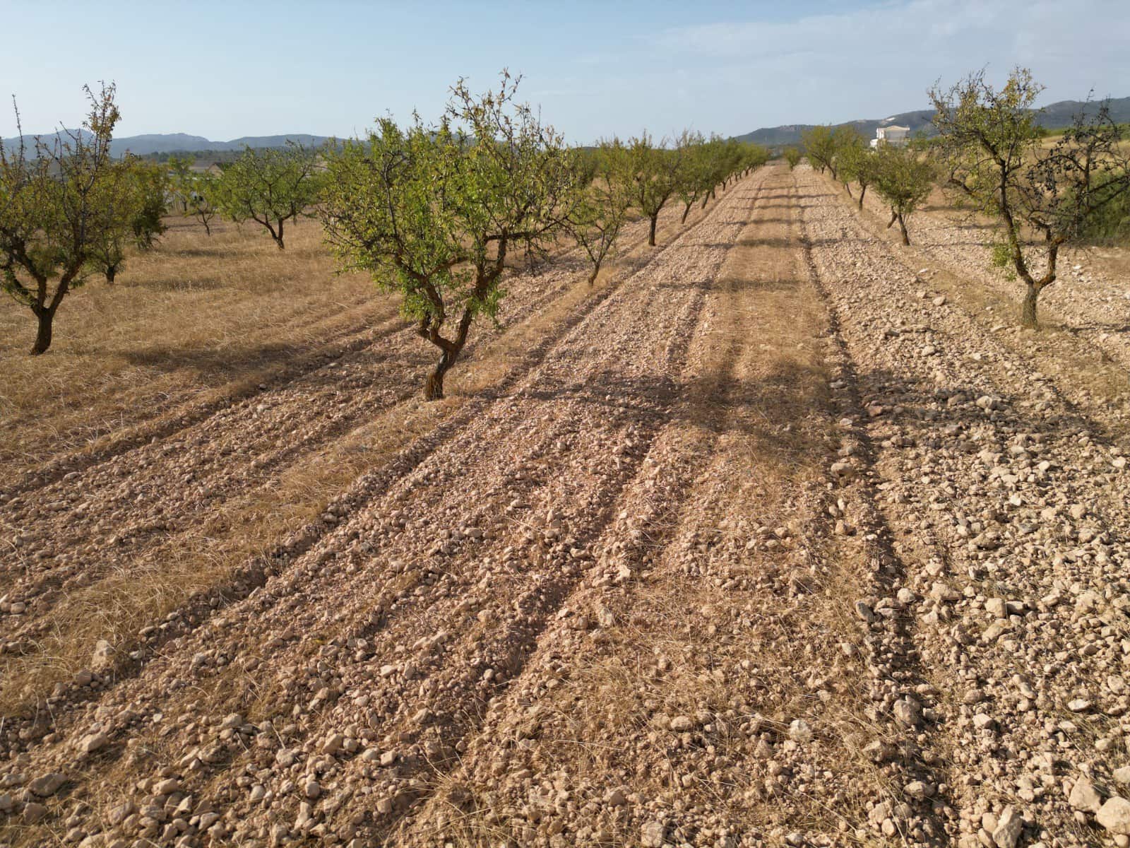 Landgrundstück zu verkaufen in Pinoso - 69.000 € (Ref: 10072792)