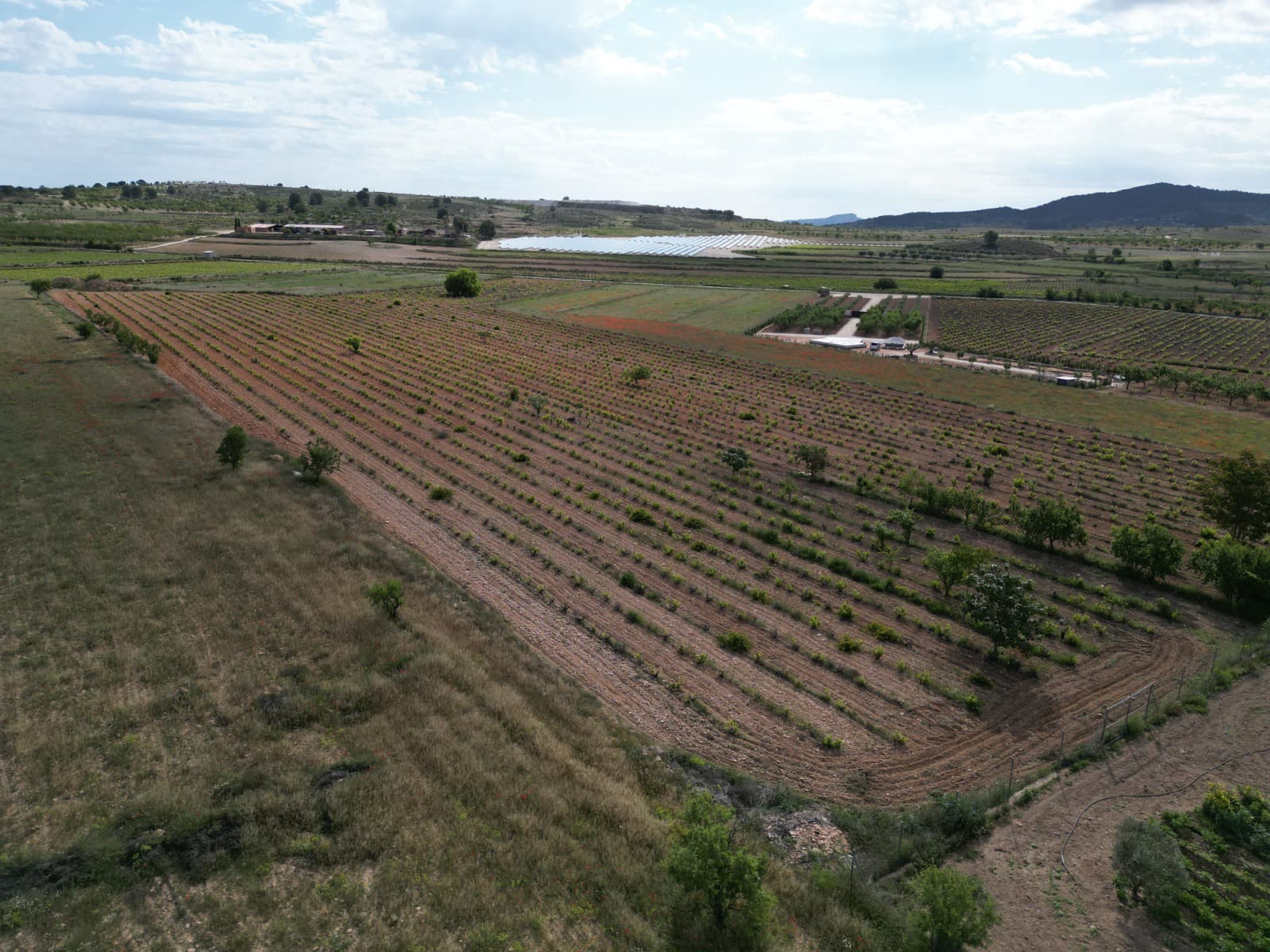 Terreno/Finca Rústica en Pinoso en venta - 160.000 € (Ref: 10072800)