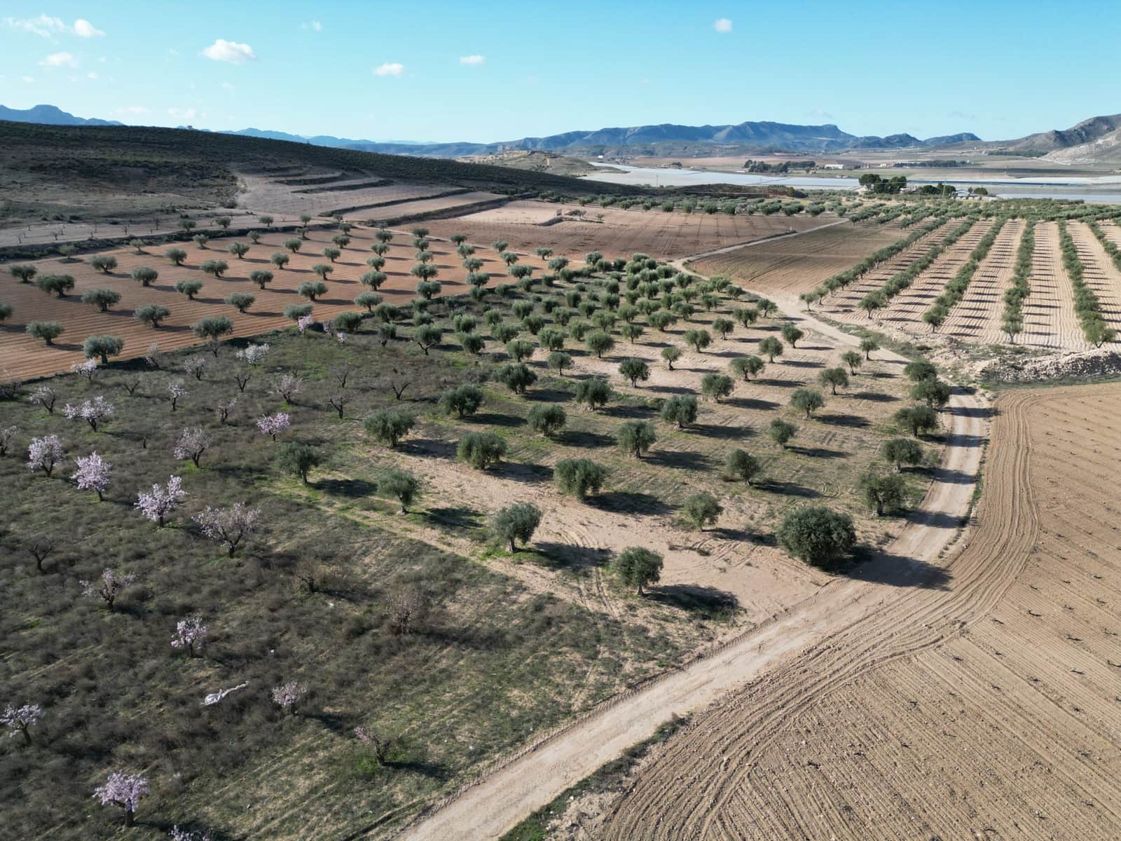 Terreno/Finca Rústica en La Alqueria en venta - 60.500 € (Ref: 10072815)