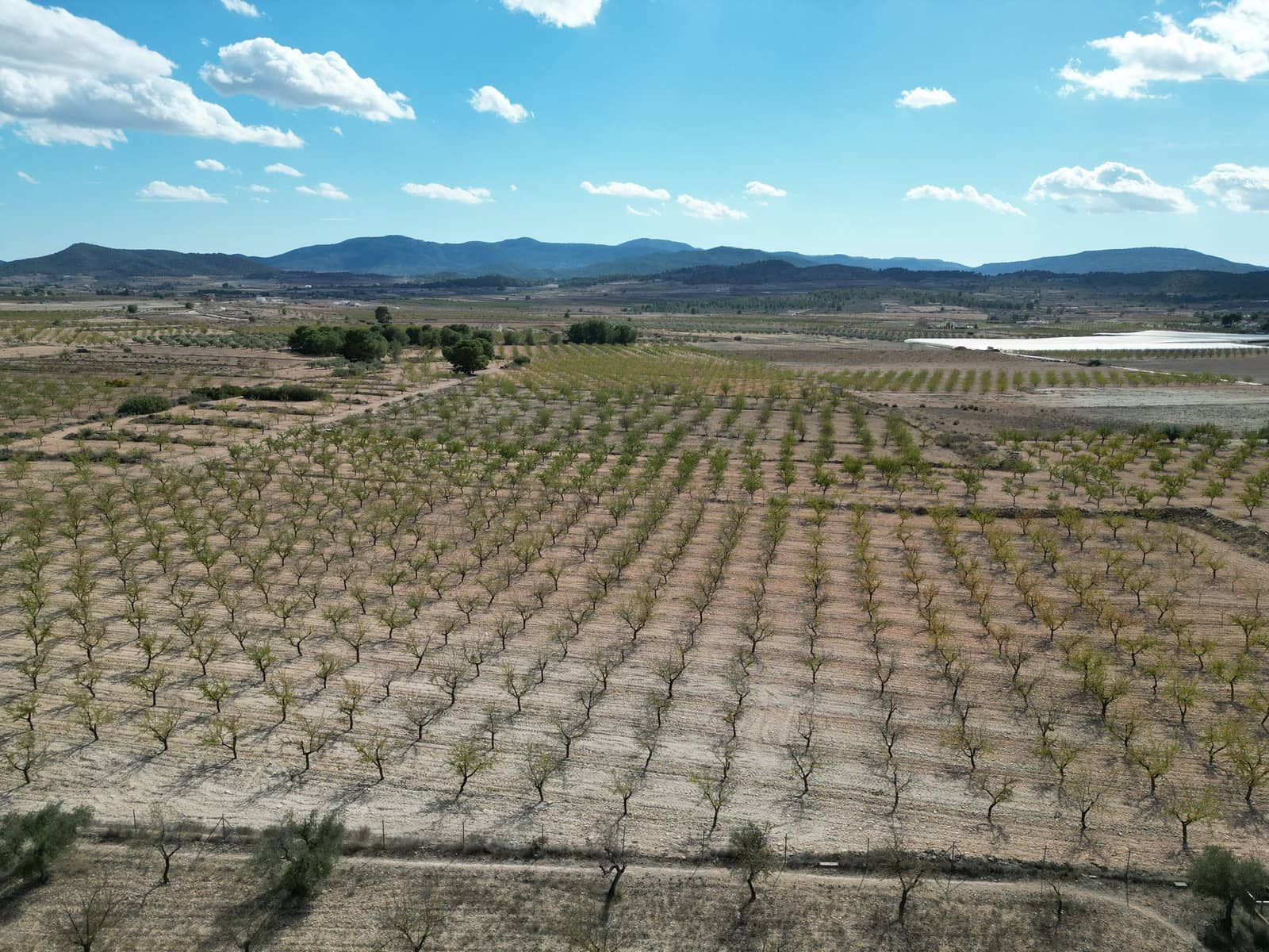 Landgrundstück zu verkaufen in Pinoso - 49.500 € (Ref: 10072823)