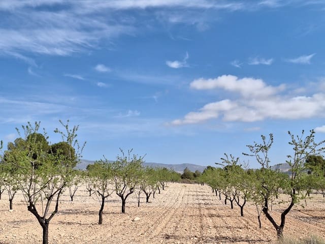 Terreno/Finca Rústica en La Zarza, Jumilla en venta - 80.000 € (Ref: 10072838)