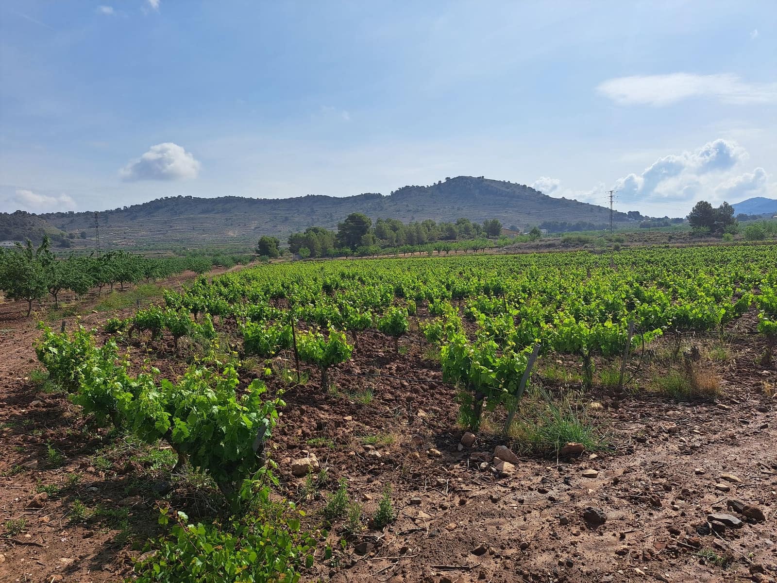 Landgrundstück zu verkaufen in Pinoso - 65.000 € (Ref: 10072842)