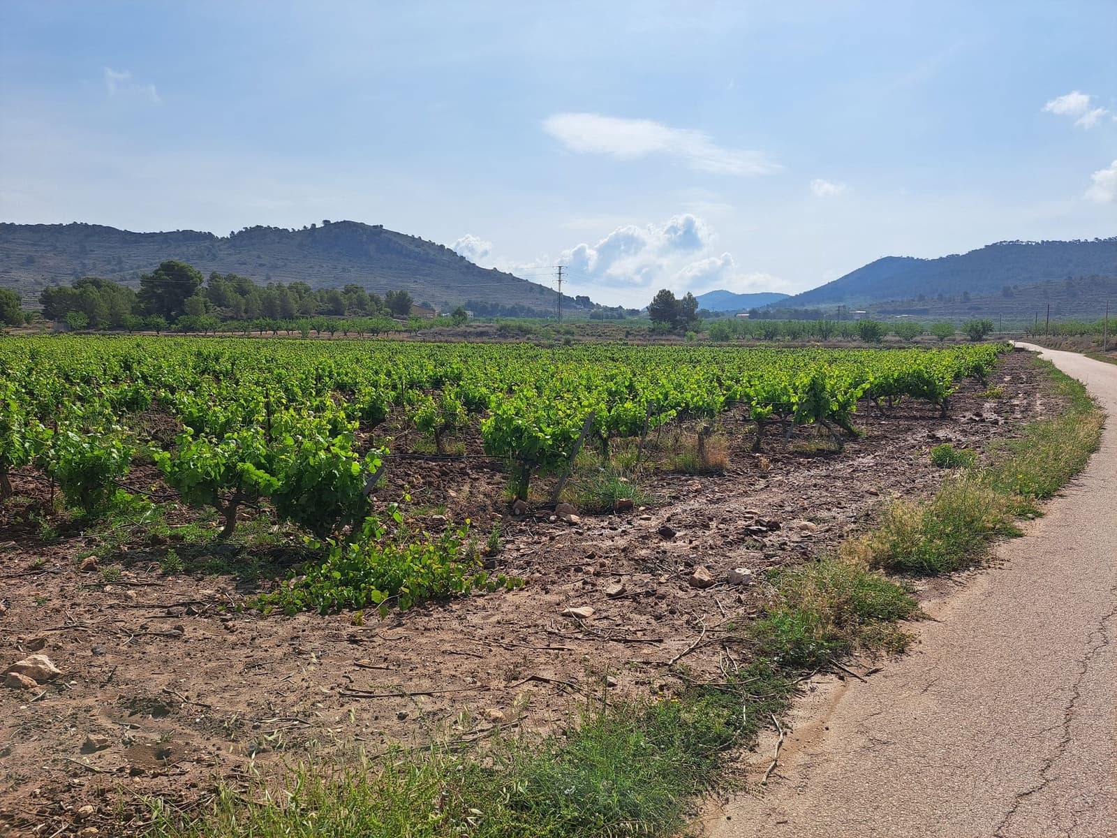 Landgrundstück zu verkaufen in Pinoso - 65.000 € (Ref: 10072842)