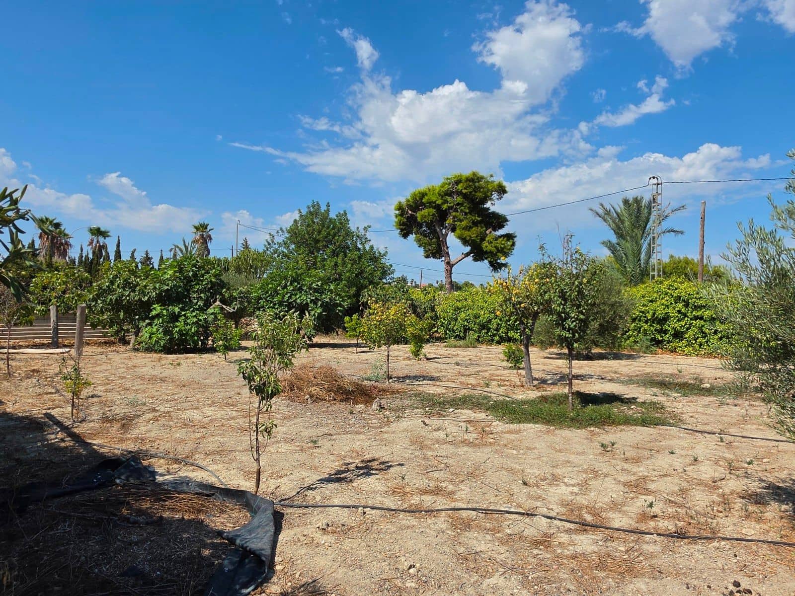6 bedroom Finca/Country House for sale in Elche / Elx with pool garage - € 850,000 (Ref: 10089967)
