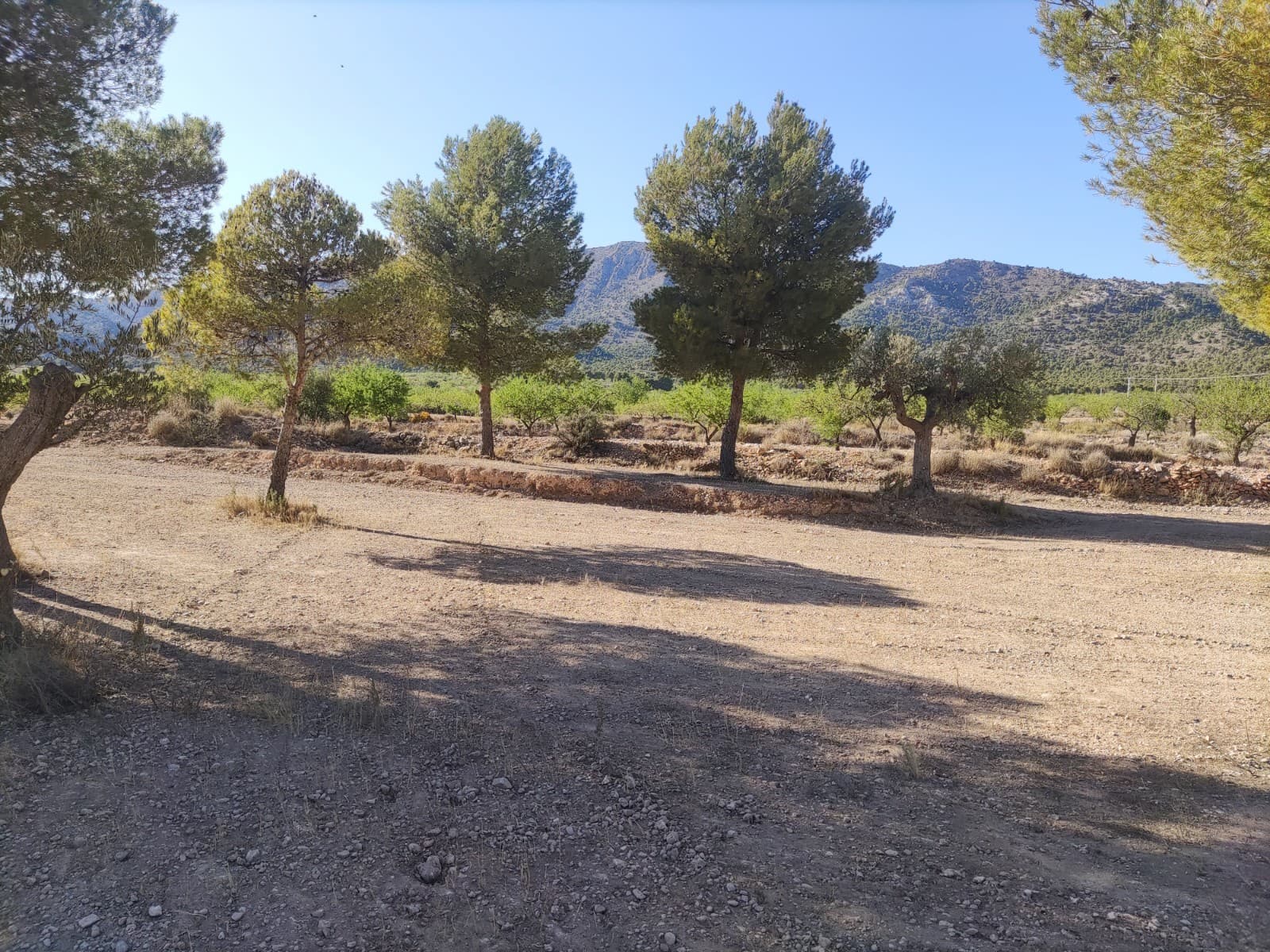 Terreno/Finca Rústica en Pinoso en venta - 30.260 € (Ref: 10091434)