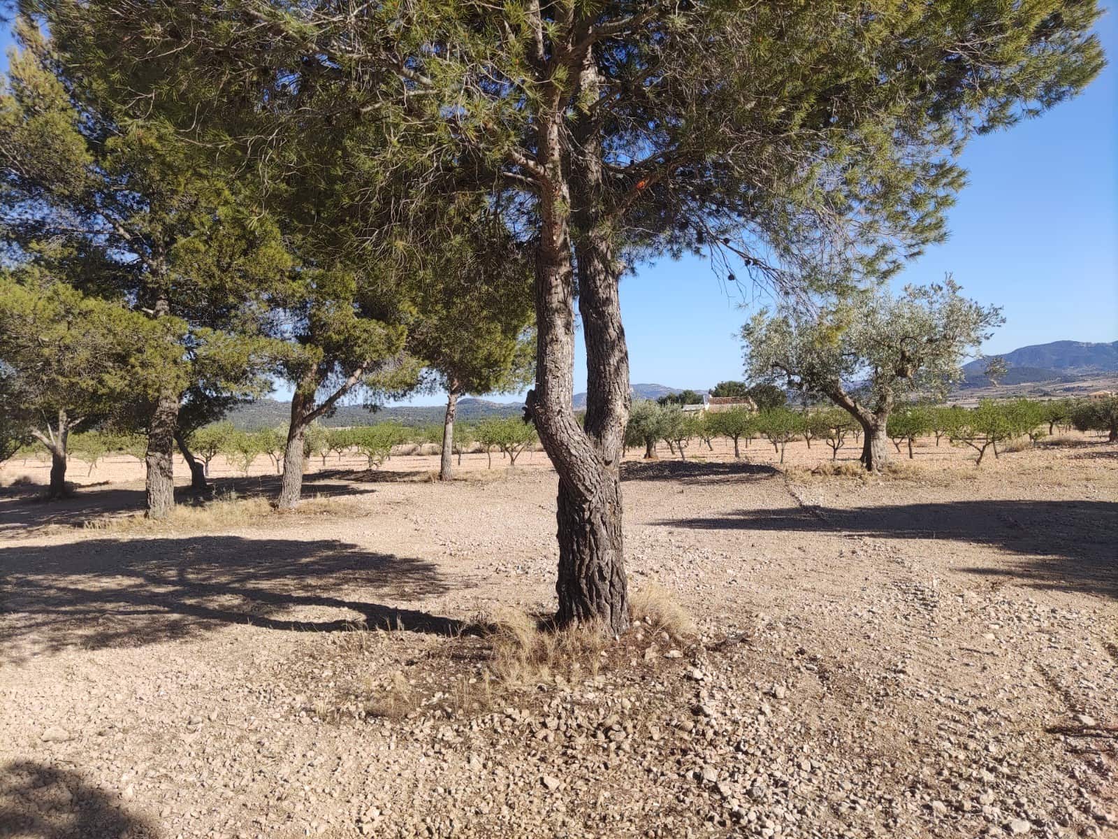 Terreno/Finca Rústica en Pinoso en venta - 30.260 € (Ref: 10091434)
