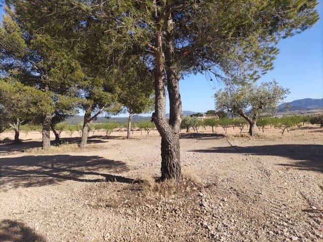 Terreno/Finca Rústica en Pinoso en venta - 30.260 € (Ref: 10091434)