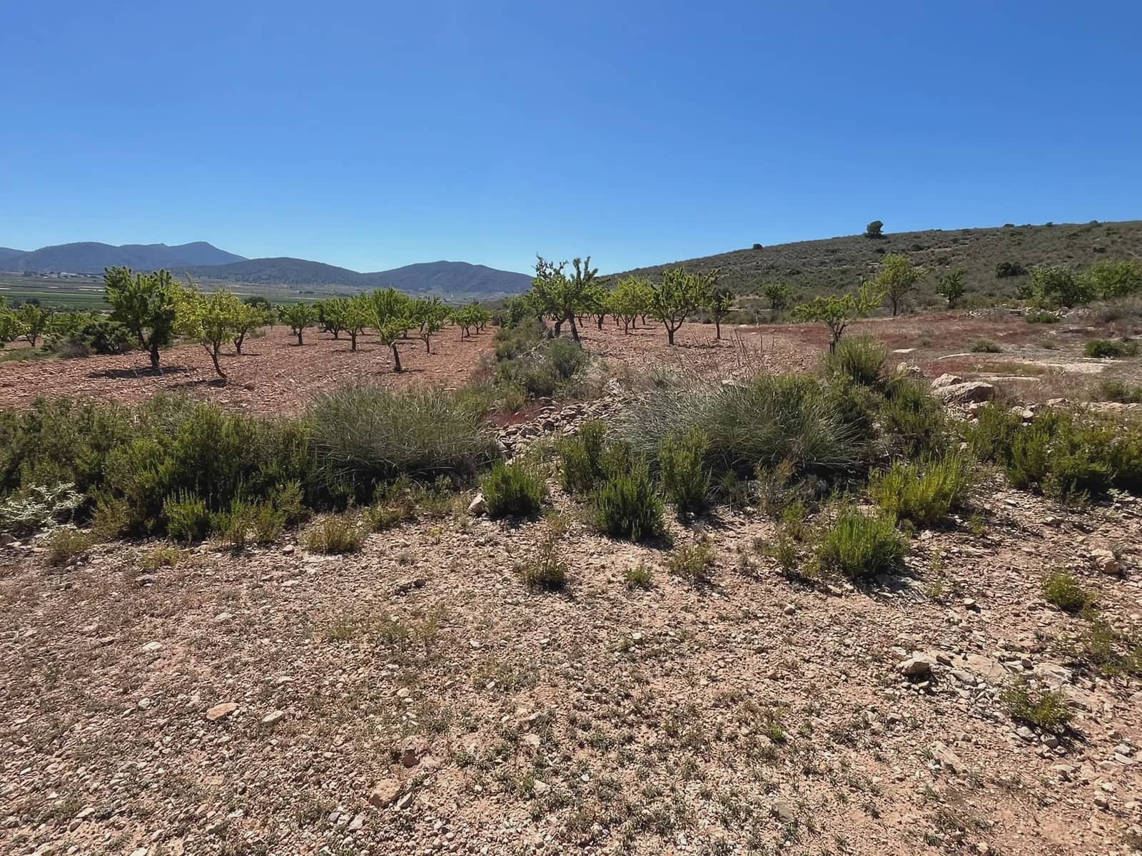 Ubebygd land til salgs i Pinoso - € 18 000 (Ref: 10133650)