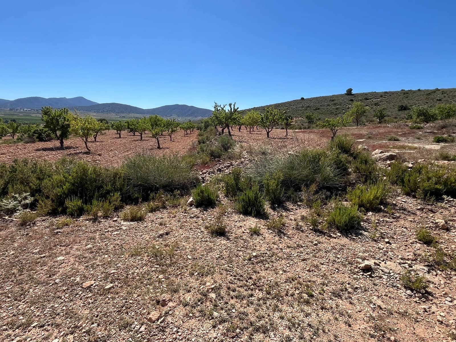 Terre non Aménagée à vendre à Pinoso - 15 500 € (Ref: 10133652)