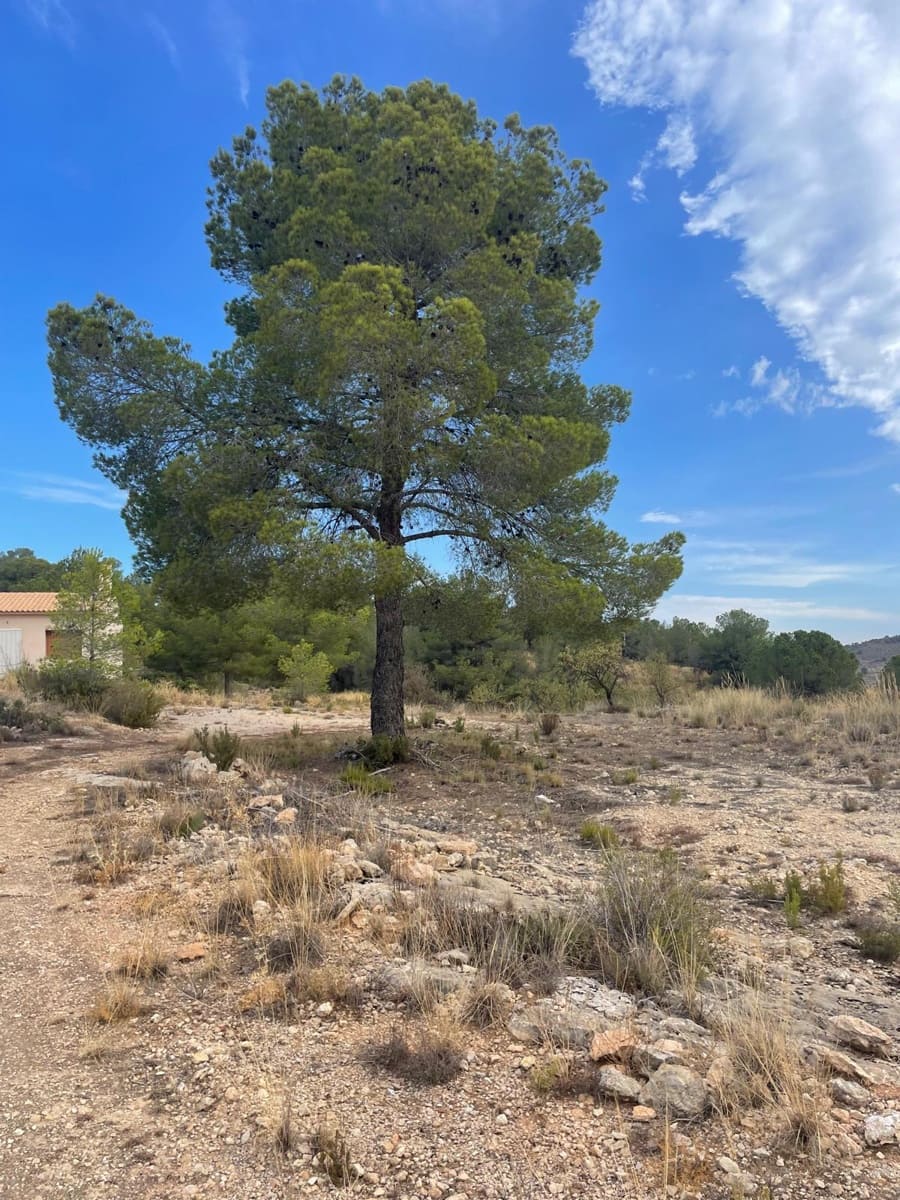 Grunde uden byggetilladelser til salg i Pinoso - € 145.000 (Ref: 10133737)
