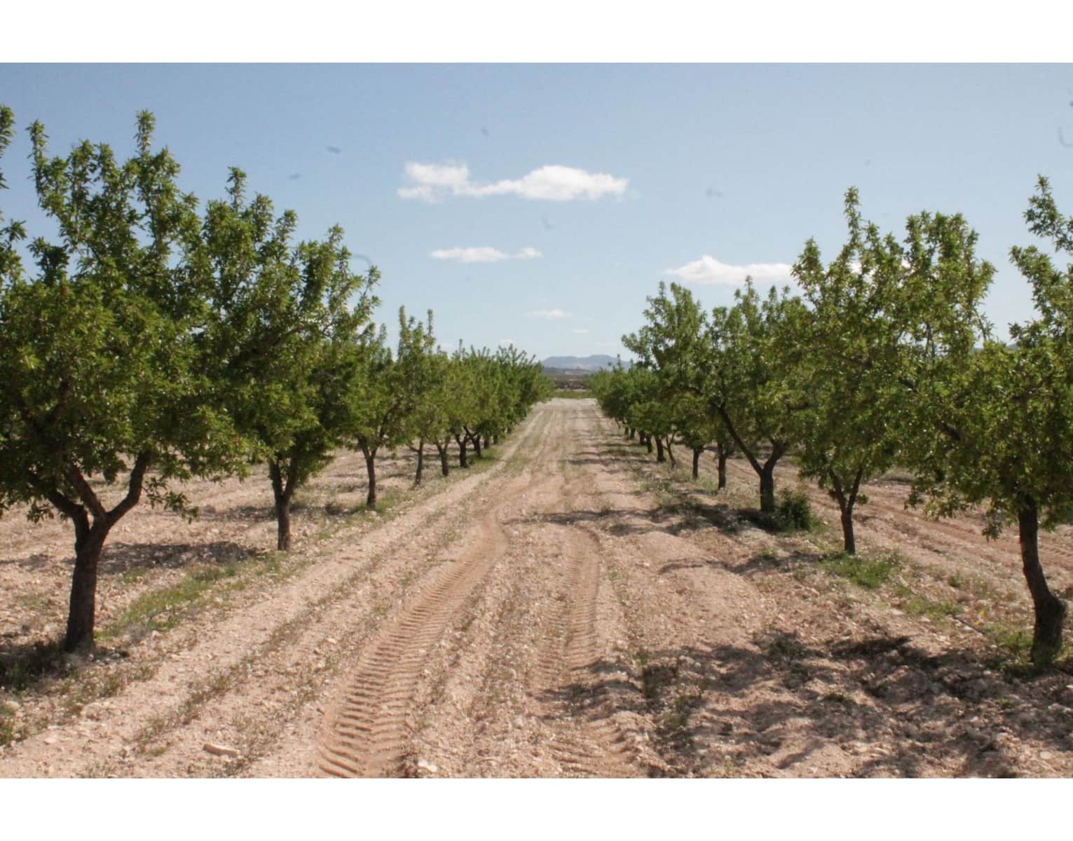 6 bedroom Finca/Country House for sale in Jumilla with pool garage - € 95,000 (Ref: 10133741)