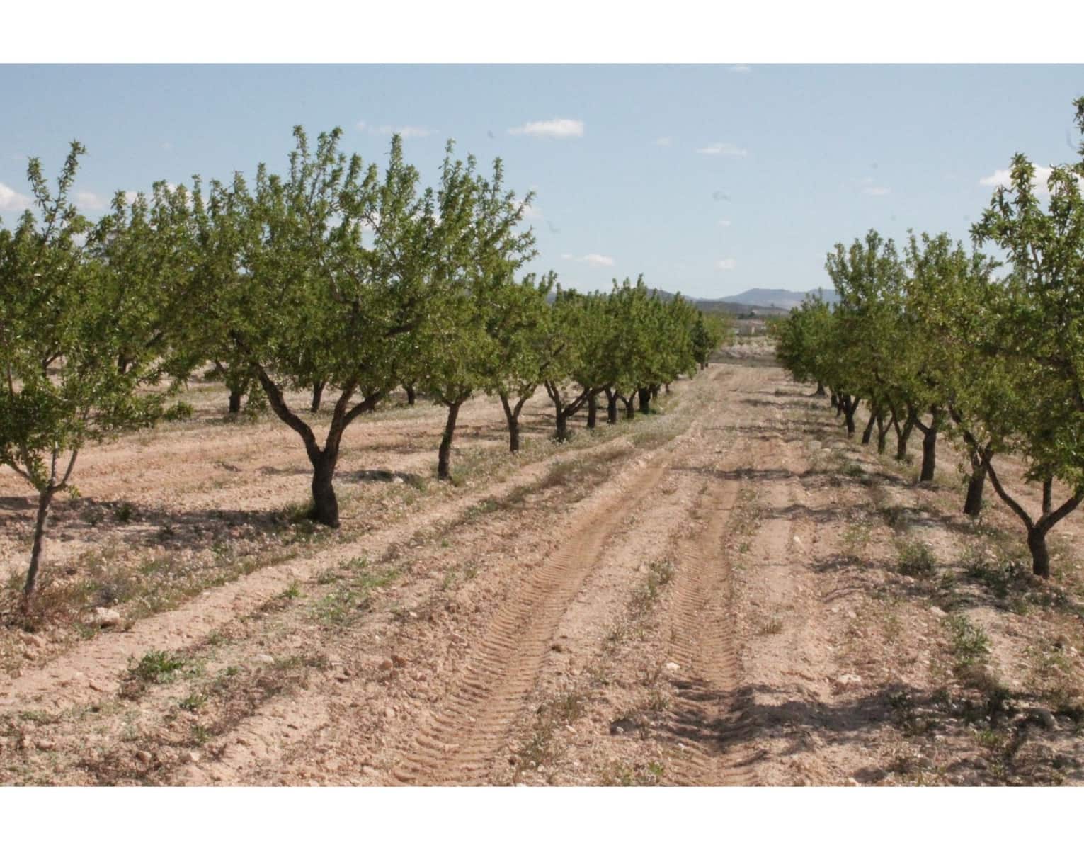 6 bedroom Finca/Country House for sale in Jumilla with pool garage - € 95,000 (Ref: 10133741)