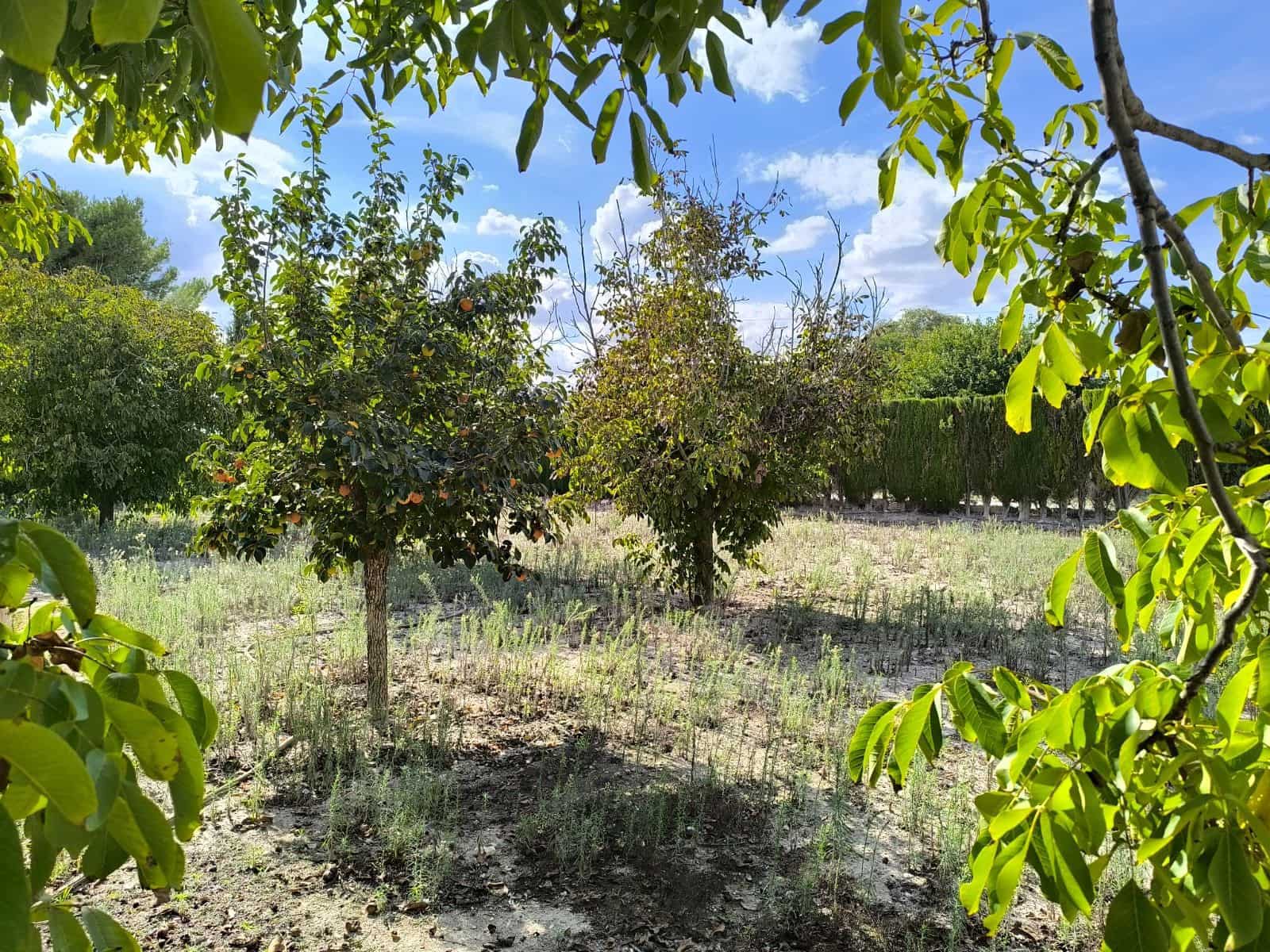 7 soverom Finca/Herregård til salgs i Villena med svømmebasseng garasje - € 290 000 (Ref: 10158858)