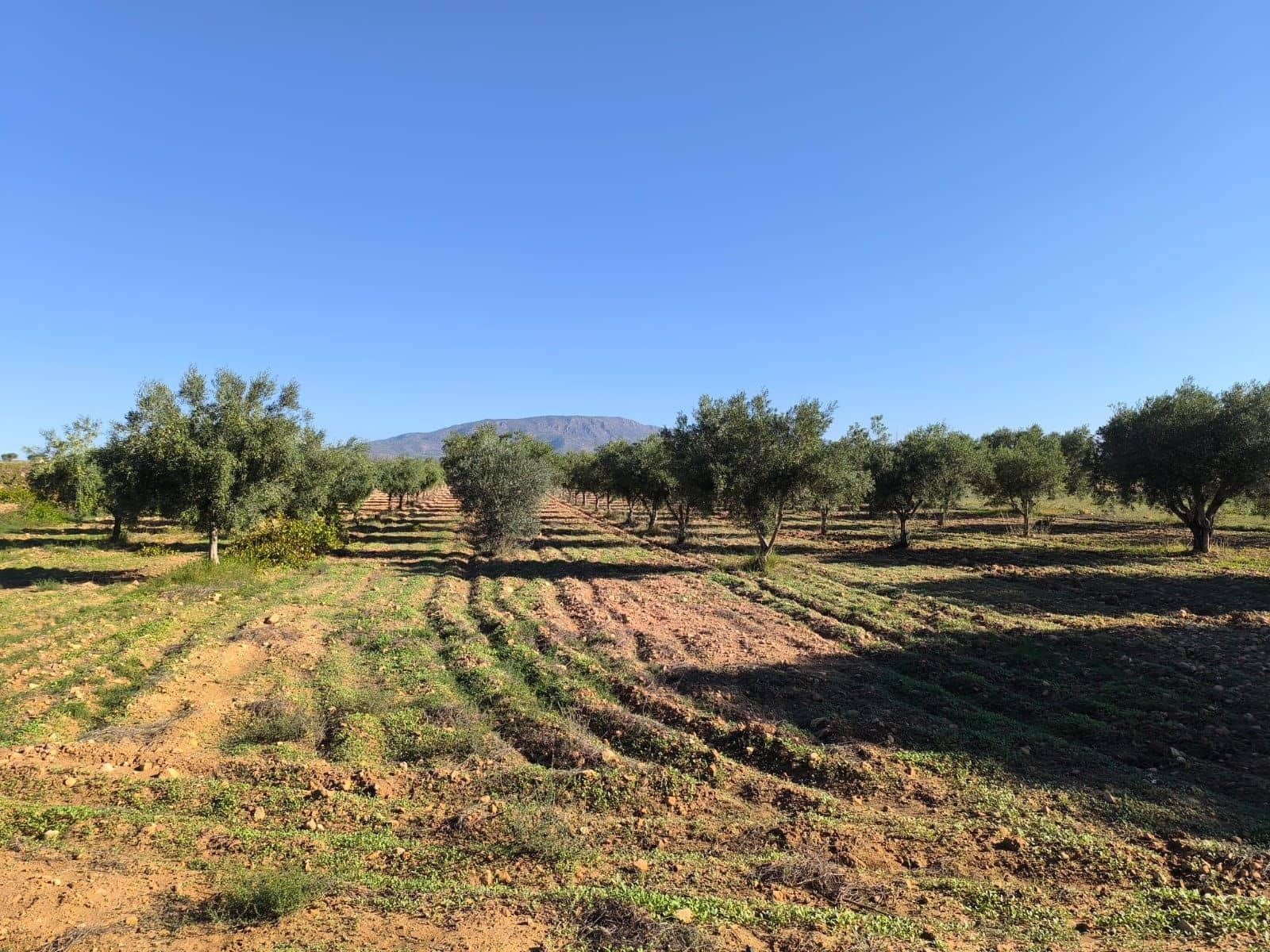 4 soveværelse Finca/Landehus til salg i Pinoso - € 149.995 (Ref: 10160231)