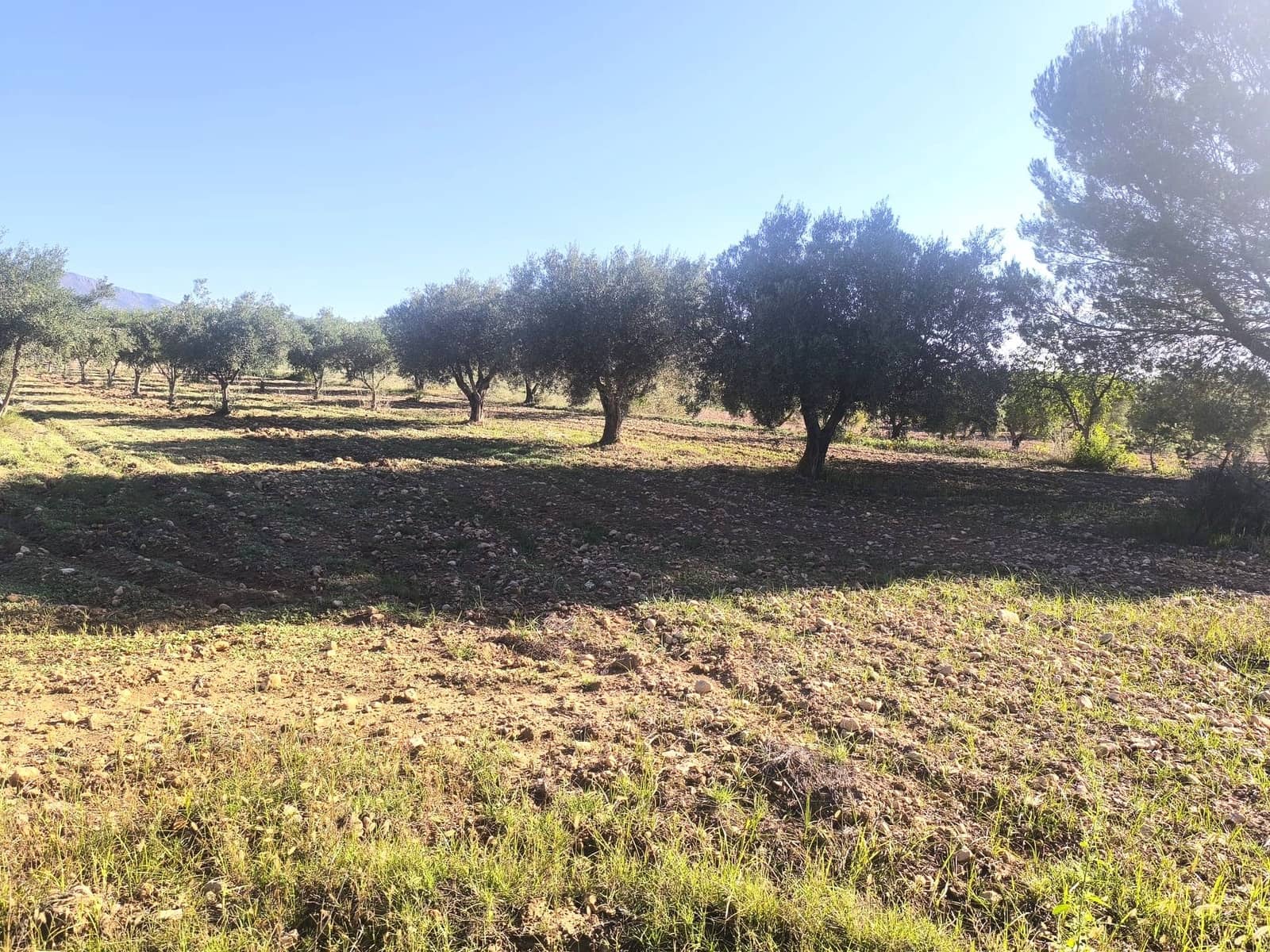 4 soveværelse Finca/Landehus til salg i Pinoso - € 149.995 (Ref: 10160231)