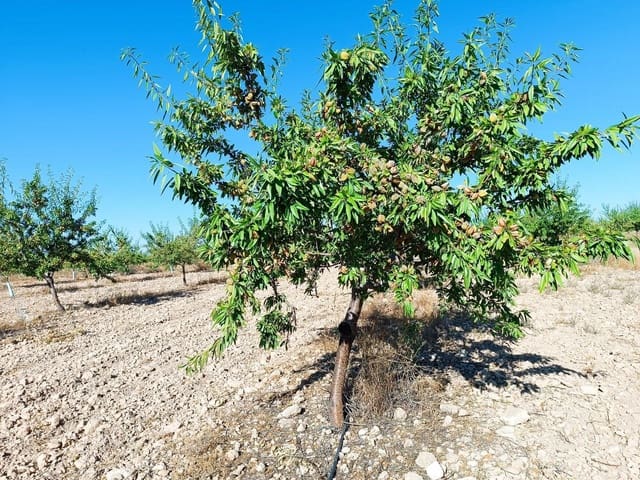 Undeveloped Land for sale in Yecla - € 375,000 (Ref: 10179361)