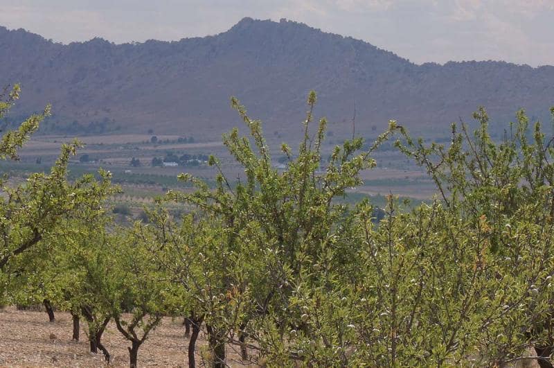 Terreno/Finca Rústica en Yecla en venta - 29.995 € (Ref: 3046991)