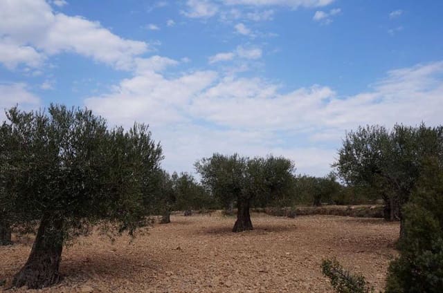 Terre non Aménagée à vendre à Yecla - 29 995 € (Ref: 3046991)