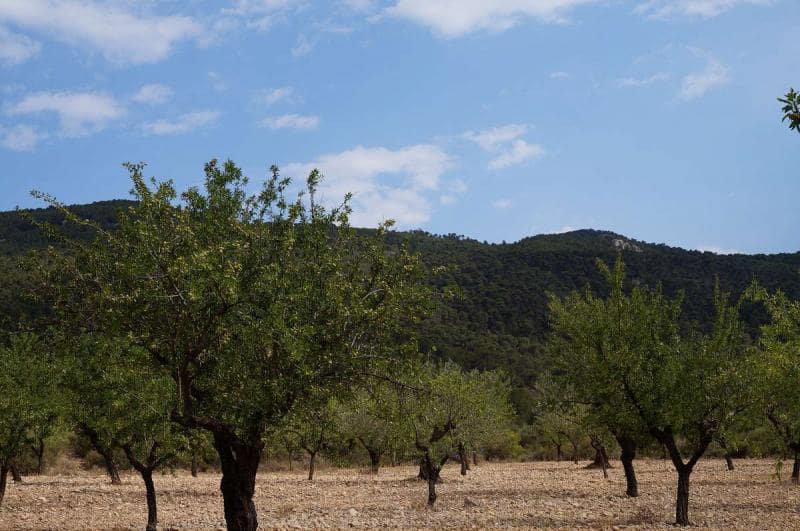 Terreno/Finca Rústica en Yecla en venta - 29.995 € (Ref: 3046991)