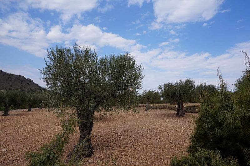 Terreno/Finca Rústica en Yecla en venta - 29.995 € (Ref: 3046991)